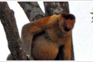Носачи на реке Гарама (Клиас) - Proboscis monkey