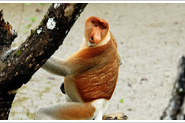Proboscis monkey - Самец Пробоскус